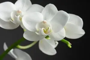 a close up of a flower