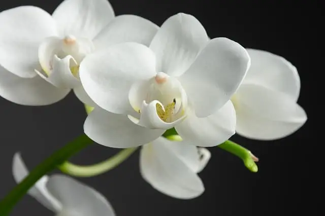 a close up of a flower
