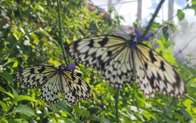Butterfly World Fort Lauderdale, FL