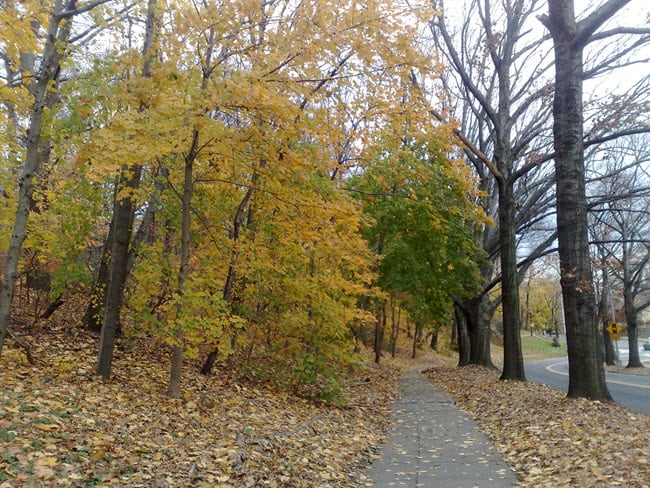 fall foliage Forest Park – Queens