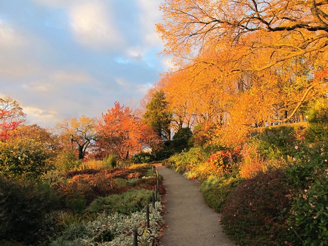 fall foliage Fort Tryon Park – Manhattan