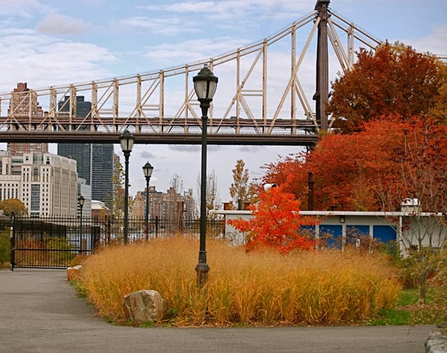 fall foliage Roosevelt Island – Manhattan