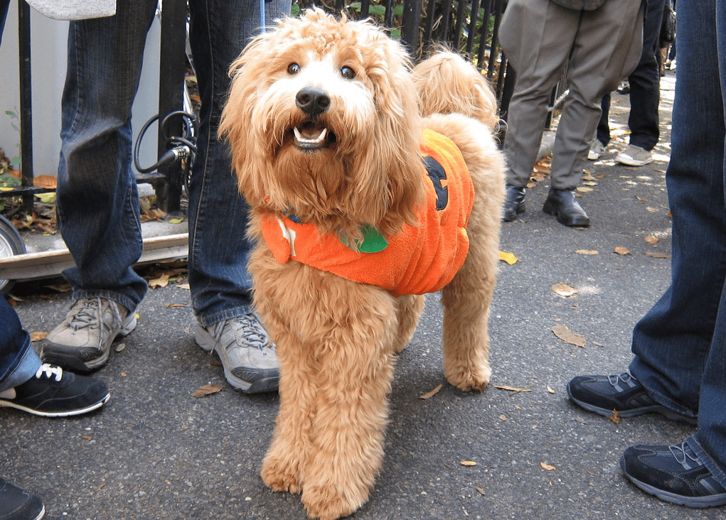 Tompkins Square Halloween Dog Festival NYC