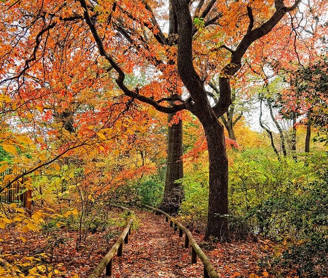Brooklyn Botanic Gardena forest