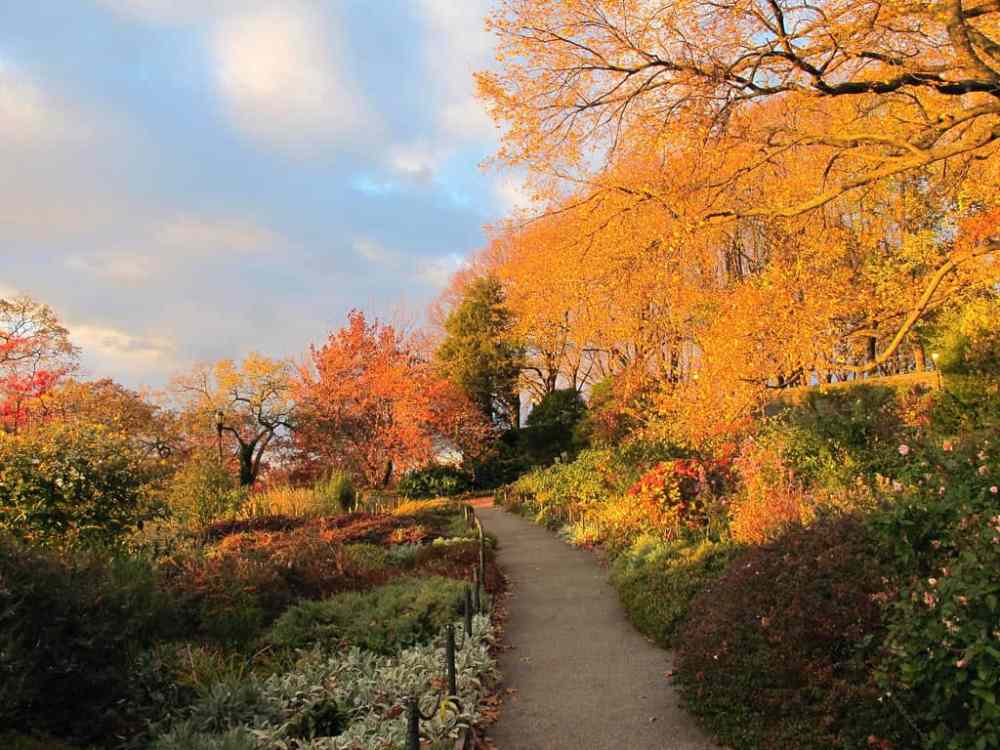 Fort Tryon Park fall foliage - Manhattan